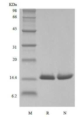 SDS-Page: Recombinant Human MIF His Avi-tag Protein [Biotin] [NBP3-18522] - Western blot under reducing and non-reducing conditions